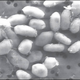 Illustration for article titled Was the arsenic life form announcement just a NASA publicity stunt?